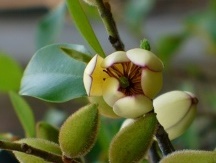 Banana Magnolia, Banana Shrub, Magnolia figo, Michelia figo, Magnolia fuscata, Magnolia annonifolia, Liriodendron figo